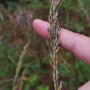 Molinia caerulea (L.) MoenchMolinia caerulea (L.) Moench