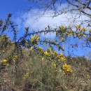 Ulex europaeus L. subsp. europaeusUlex europaeus L. subsp. europaeus