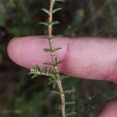 Erica tetralix L.Erica tetralix L.