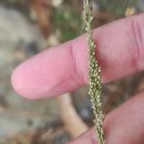 Sporobolus indicus (L.) R. Br.Sporobolus indicus (L.) R. Br.