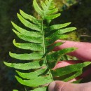 Polypodium cambricum L.Polypodium cambricum L.