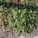 Portulaca oleracea  L.Portulaca oleracea L.