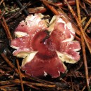 Russula sp. Pers. 1796Russula sp. Pers. 1796