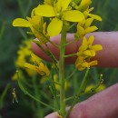 Brassica rapa L.Brassica rapa L.