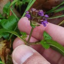 Prunella vulgaris L.Prunella vulgaris L.