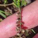 Calluna vulgaris (L.) HullCalluna vulgaris (L.) Hull