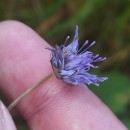 Jasione montana L.Jasione montana L.