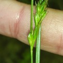 Carex distachya Desf.Carex distachya Desf.