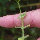 Hypericum elodes L.Hypericum elodes L.