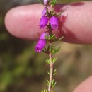 Erica cinerea L.Erica cinerea L.