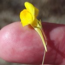 Linaria spartea (L.) Willd.Linaria spartea (L.) Willd.