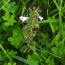 Clinopodium nepeta (L.) KuntzeClinopodium nepeta (L.) Kuntze