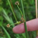 Scirpoides holoschoenus (L.) SojákScirpoides holoschoenus (L.) Soják