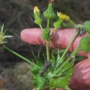 Sonchus asper (L.) HillSonchus asper (L.) Hill