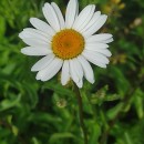 Leucanthemum sylvaticum (Hoffmanns. & Link) Nyman subsp. merinoi (Vogt & Castrov.) Vogt & Oberpr.Leucanthemum sylvaticum (Hoffmanns. & Link) Nyman subsp. merinoi (Vogt & Castrov.) Vogt & Oberpr.