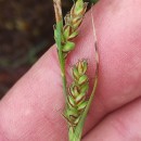 Carex panicea L.Carex panicea L.