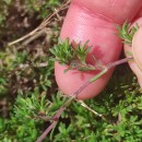 Thymus caespititius Brot.Thymus caespititius Brot.