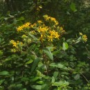 Senecio bayonnensis Boiss.Senecio bayonnensis Boiss.
