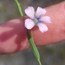 Linum bienne Mill.Linum bienne Mill.