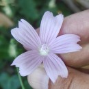 Malva tournefortiana L.Malva tournefortiana L.