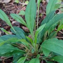 Omphalodes nitida Hoffmanns. & LinkOmphalodes nitida Hoffmanns. & Link