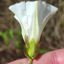 Calystegia sepium (L.) R. Br.Calystegia sepium (L.) R. Br.