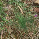 Agrostis curtisii KerguélenAgrostis curtisii Kerguélen