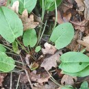 Rumex acetosa  L.Rumex acetosa L.