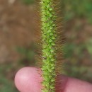 Setaria pumila (Poir.) Schult.Setaria pumila (Poir.) Schult.