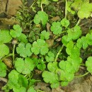 Sibthorpia europaea L.Sibthorpia europaea L.