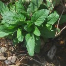 Scrophularia auriculata L.Scrophularia auriculata L.