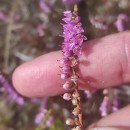 Calluna vulgaris (L.) HullCalluna vulgaris (L.) Hull