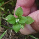 Stellaria media (L.) Vill.Stellaria media (L.) Vill.