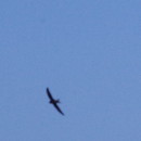 Apus apus (Linnaeus, 1758)Apus apus (Linnaeus, 1758)