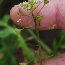 Capsella bursa-pastoris (L.) Medik.Capsella bursa-pastoris (L.) Medik.