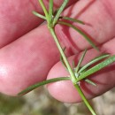 Spergularia rubra (L.) J. & C. PreslSpergularia rubra (L.) J. & C. Presl