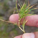 Isolepis fluitans (L.) R.Br.Isolepis fluitans (L.) R.Br.