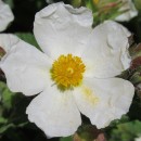 Cistus sp. L.Cistus sp. L.