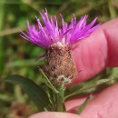 Centaurea nigra L. subsp. rivularis (Brot.) Cout.Centaurea nigra L. subsp. rivularis (Brot.) Cout.