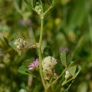 Trifolium resupinatum L.Trifolium resupinatum L.