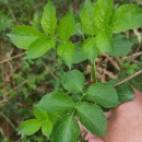 Sambucus nigra L.Sambucus nigra L.