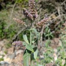 Mentha longifolia (L.) Huds.Mentha longifolia (L.) Huds.