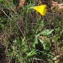 Narcissus bulbocodium L.Narcissus bulbocodium L.