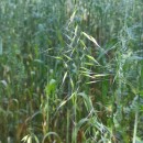 Avena barbata Pott subsp. barbataAvena barbata Pott subsp. barbata