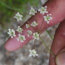 Trocdaris verticillatum (L.) Raf.Trocdaris verticillatum (L.) Raf.