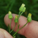 Erigeron sumatrensis Retz.Erigeron sumatrensis Retz.