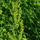 Rumex crispus L.Rumex crispus L.