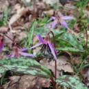 Erythronium dens-canis L.Erythronium dens-canis L.