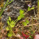 Sherardia arvensis L.Sherardia arvensis L.