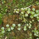 Lysimachia tenella L.Lysimachia tenella L.